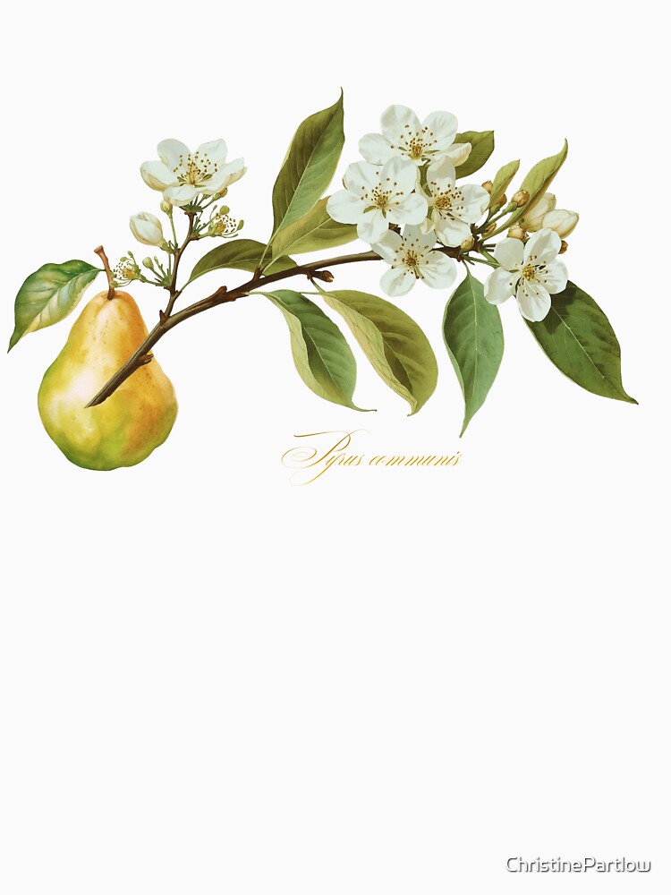 Pyrus communis | Flowering Branch and Fruit Botanical Illustration (No Background) by ChristinePartlow... (Image 3)