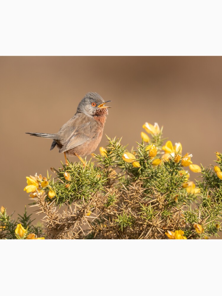 Dartford Warbler by JackBranscombe T-Shirts, Hoodie, Sweatshirt | BlankRebels.com (Image 2)