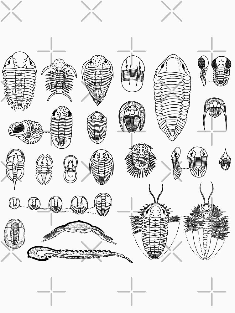 Trilobite fossil drawing vintage design by a-spinifex T-Shirts, Hoodie, Sweatshirt | BlankRebels.com (Image 3)
