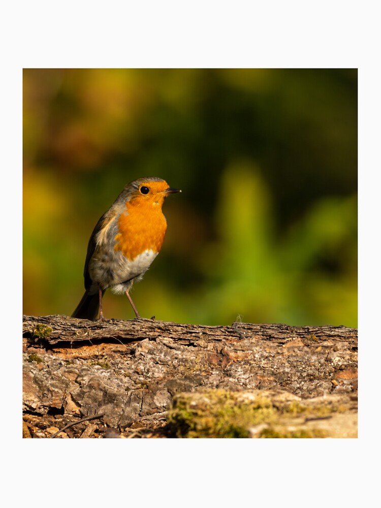 Perched Robin by JackBranscombe T-Shirts, Hoodie, Sweatshirt | BlankRebels.com (Image 2)