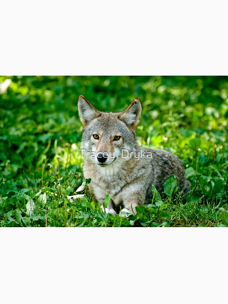 Coyotes - Parc Omega, Montebello, PQ by Tracey  Dryka T-Shirts, Hoodie, Sweatshirt | BlankRebels.com (Image 3)