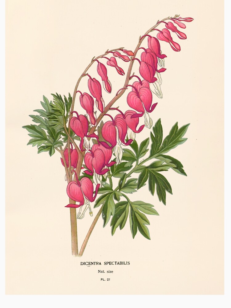 Asian bleeding-heart - Lamprocapnos spectabilis by FloraObscura T-Shirts, Hoodie, Sweatshirt | BlankRebels.com (Image 2)