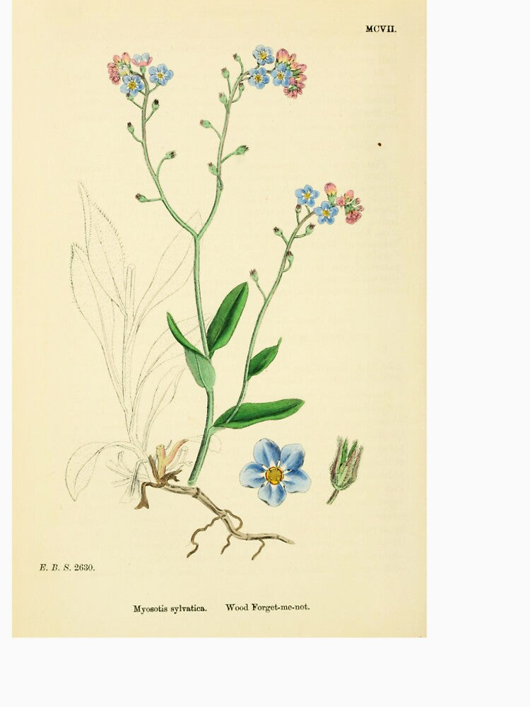 Forget me nots Illustration - Myosotis by FloraObscura T-Shirts, Hoodie, Sweatshirt | BlankRebels.com (Image 2)