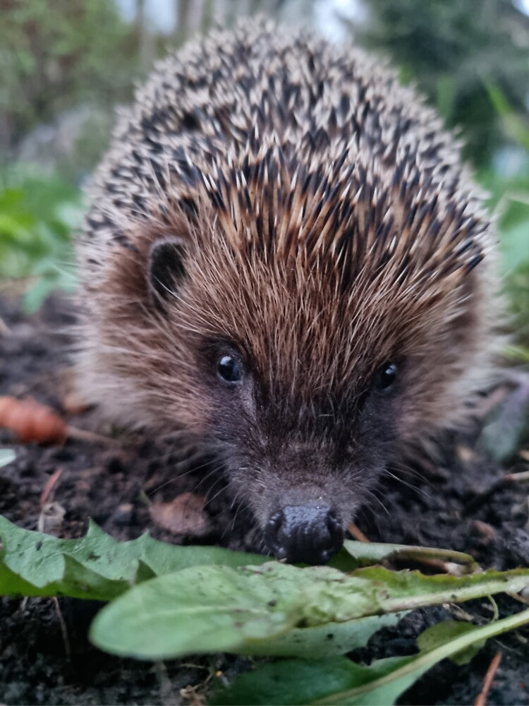 Just a hedgehog posing by MaltaDrey T-Shirts, Hoodie, Sweatshirt | BlankRebels.com (Image 2)