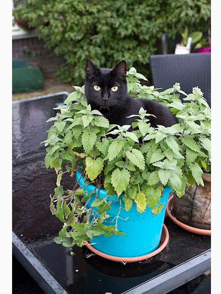 Cat in a Plant by lalaroseeeee T-Shirts, Hoodie, Sweatshirt | BlankRebels.com (Image 3)