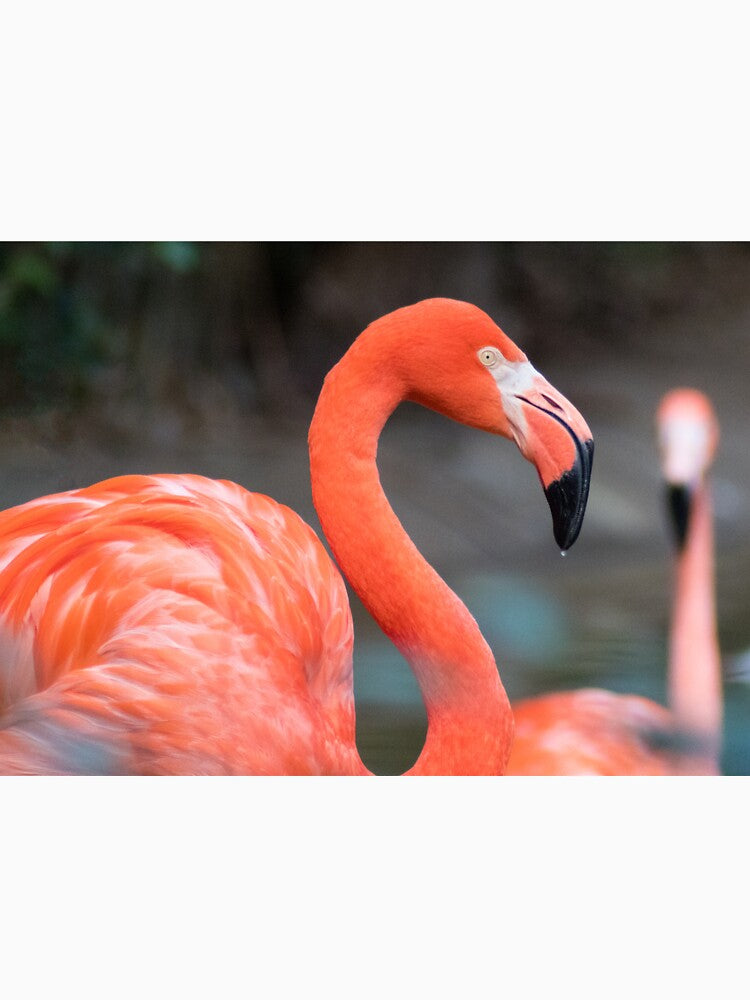 Flamingo Dreams by Jacquelie T-Shirts, Hoodie, Sweatshirt | BlankRebels.com (Image 3)