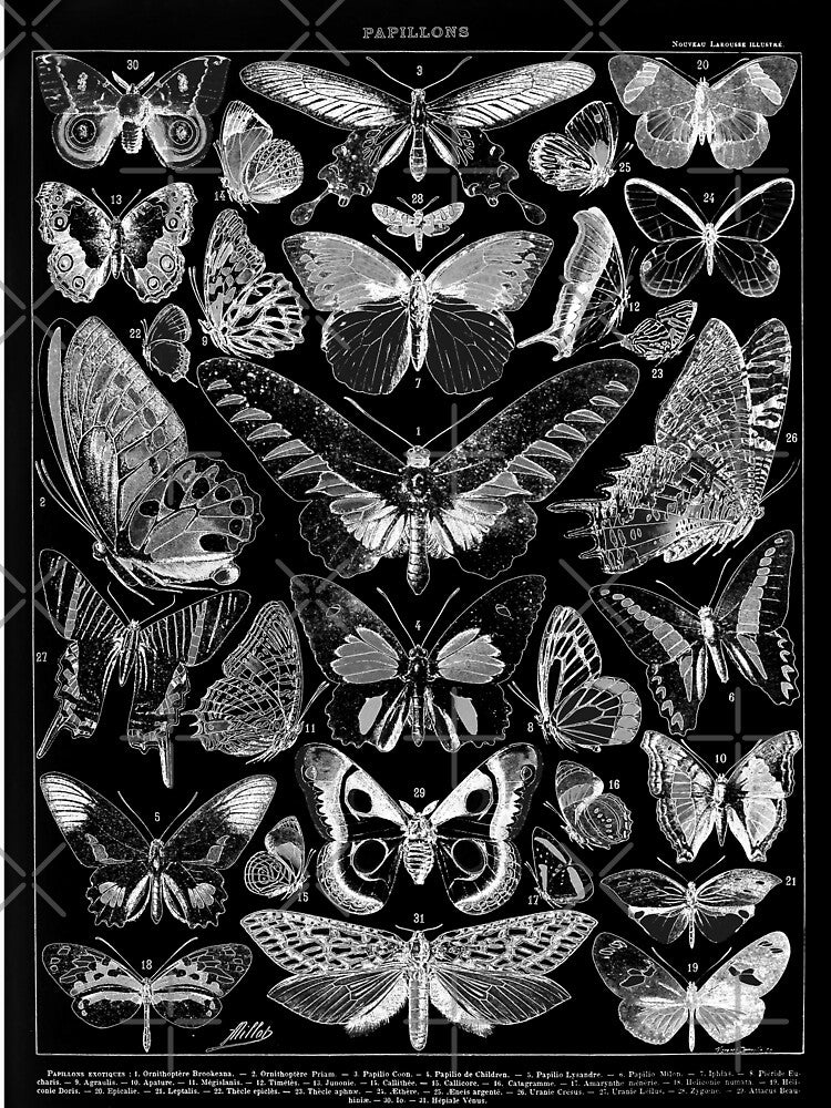 Vintage Butterfly Chart Adolphe Millot by ind3finite T-Shirts, Hoodie, Sweatshirt | BlankRebels.com (Image 3)