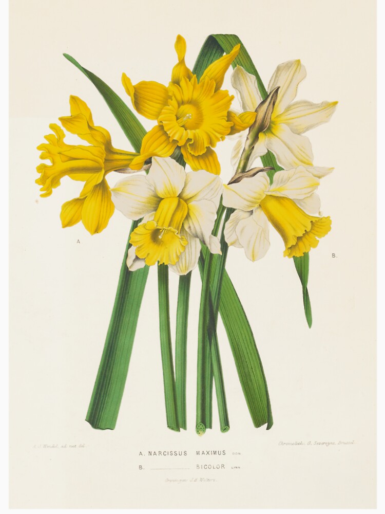 Narcissus Botanical Illustration by FloraObscura T-Shirts, Hoodie, Sweatshirt | BlankRebels.com (Image 2)