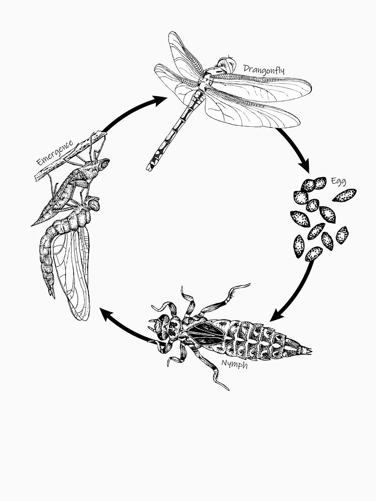 The Dragonfly Life Cycle by SERCUL
