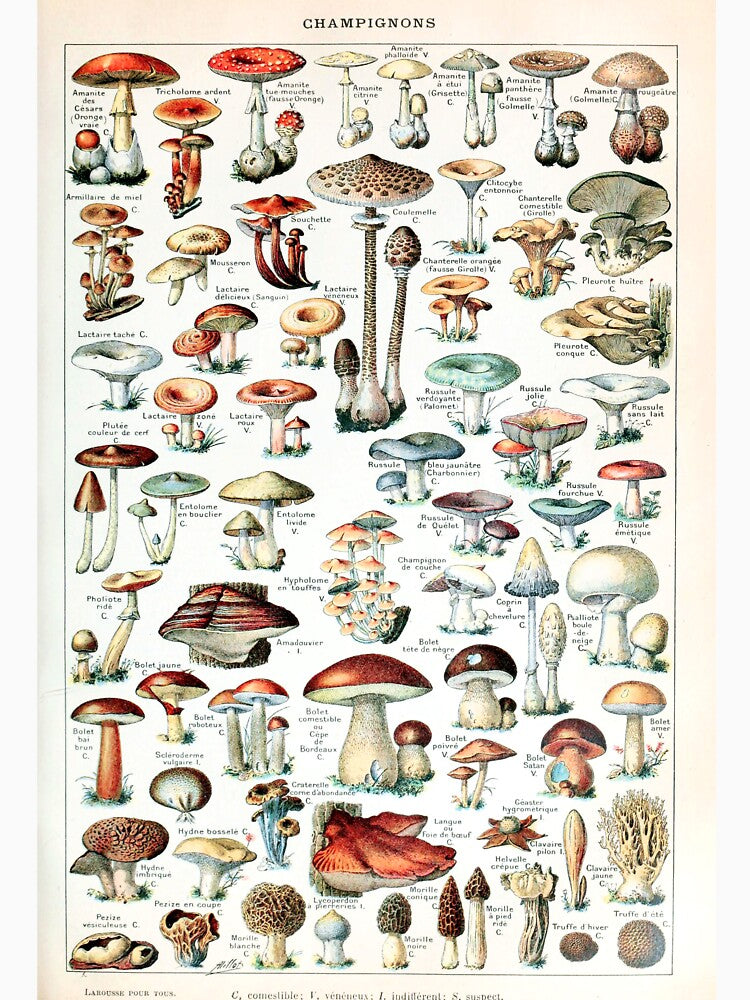 Adolphe Millot - Champignons pour tous - French vintage poster by DejaVuStudio T-Shirts, Hoodie, Sweatshirt (Image 3)
