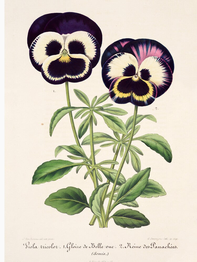 Viola tricolor - Wild Pansy Illustration by FloraObscura T-Shirts, Hoodie, Sweatshirt | BlankRebels.com (Image 2)