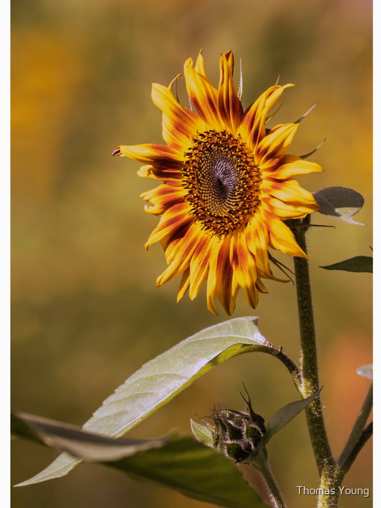 Sunflower 2019-1 by Thomasyoung T-Shirts, Hoodie, Sweatshirt | BlankRebels.com (Image 2)