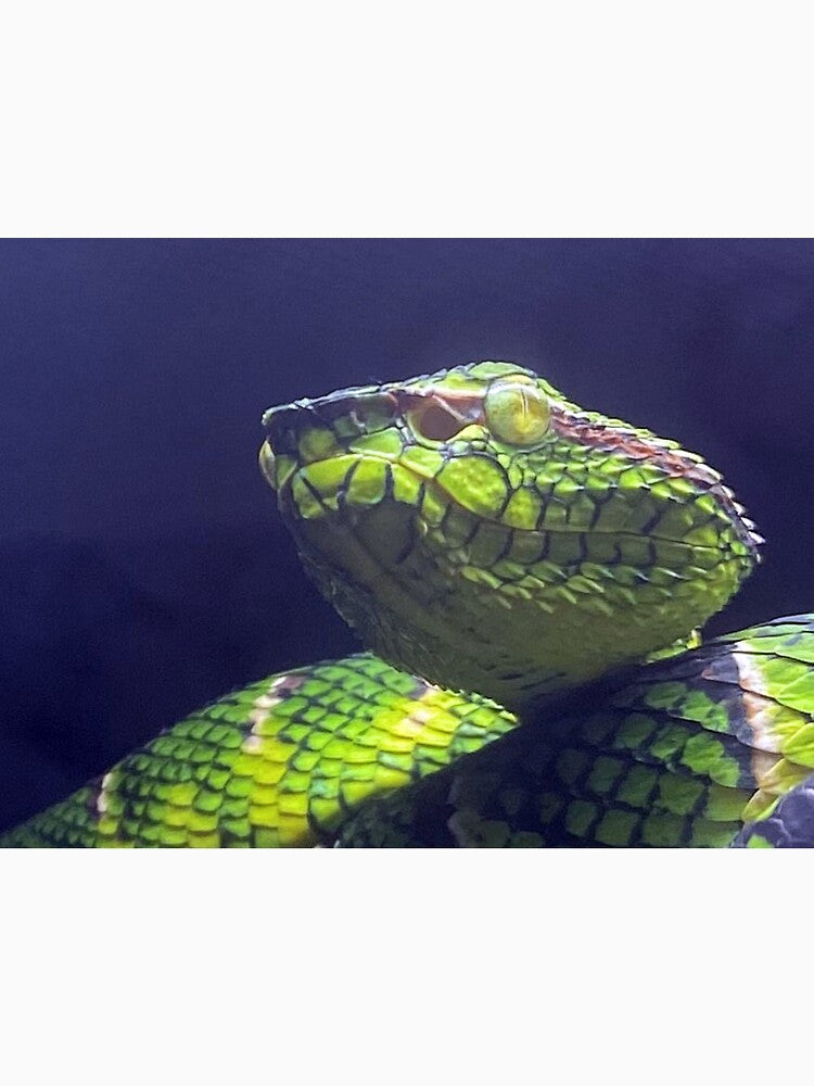 WAGLER'S PIT VIPER 1 by BOLLA67 T-Shirts, Hoodie, Sweatshirt | BlankRebels.com (Image 3)