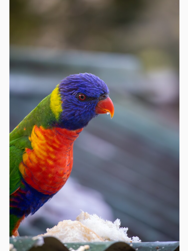 lorikeet 1 by TigerLeahy T-Shirts, Hoodie, Sweatshirt | BlankRebels.com (Image 2)