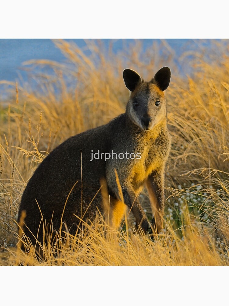 Swamp Wallaby Phillip Island by jdrphotos T-Shirts, Hoodie, Sweatshirt | BlankRebels.com (Image 3)