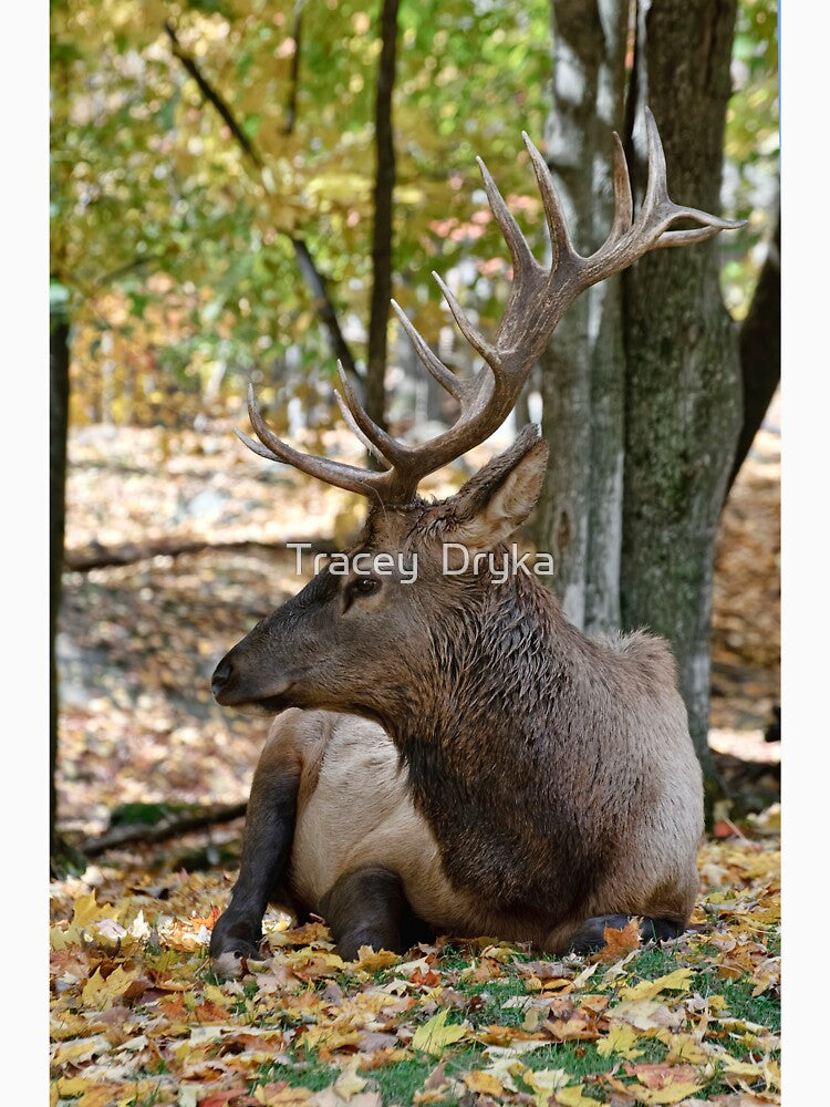 Elk -male by Tracey  Dryka T-Shirts, Hoodie, Sweatshirt | BlankRebels.com (Image 3)