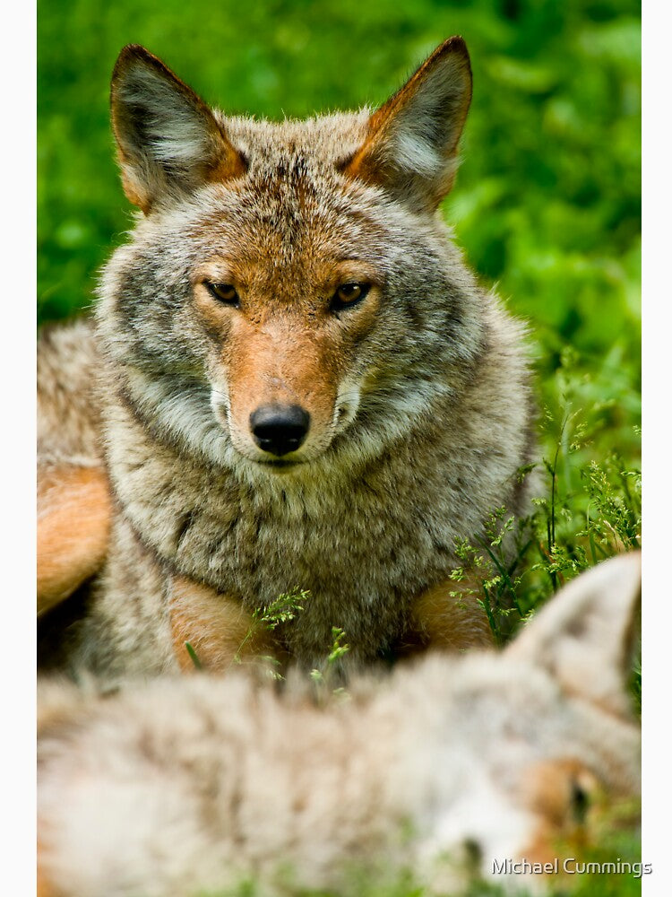 Coyotes by Michael Cummings T-Shirts, Hoodie, Sweatshirt | BlankRebels.com (Image 3)