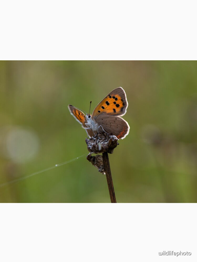 Small Copper butterfly by wildlifephoto T-Shirts, Hoodie, Sweatshirt | BlankRebels.com (Image 3)