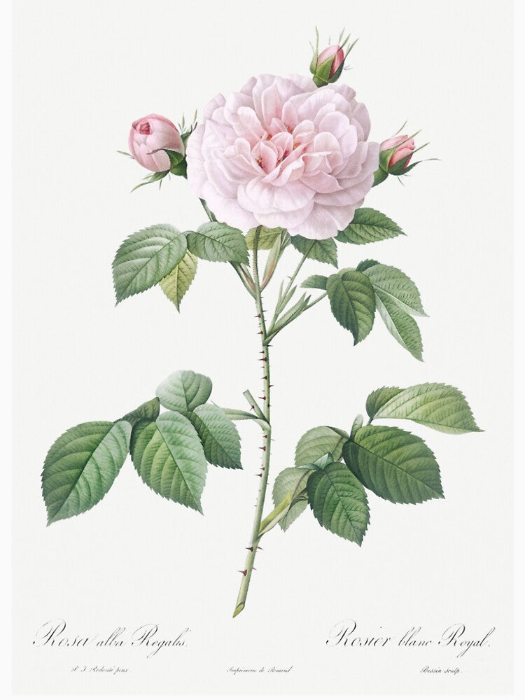 Rosa × alba - White Rose Illustration by FloraObscura T-Shirts, Hoodie, Sweatshirt | BlankRebels.com (Image 2)