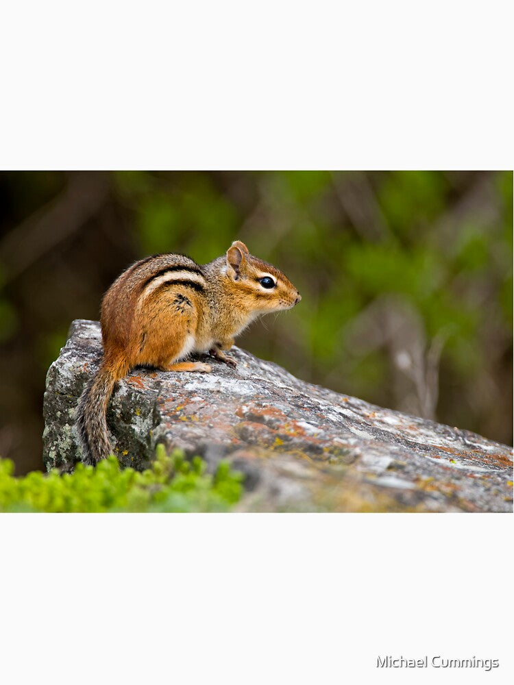 Chipmunk On Rock by Michael Cummings T-Shirts, Hoodie, Sweatshirt | BlankRebels.com (Image 3)