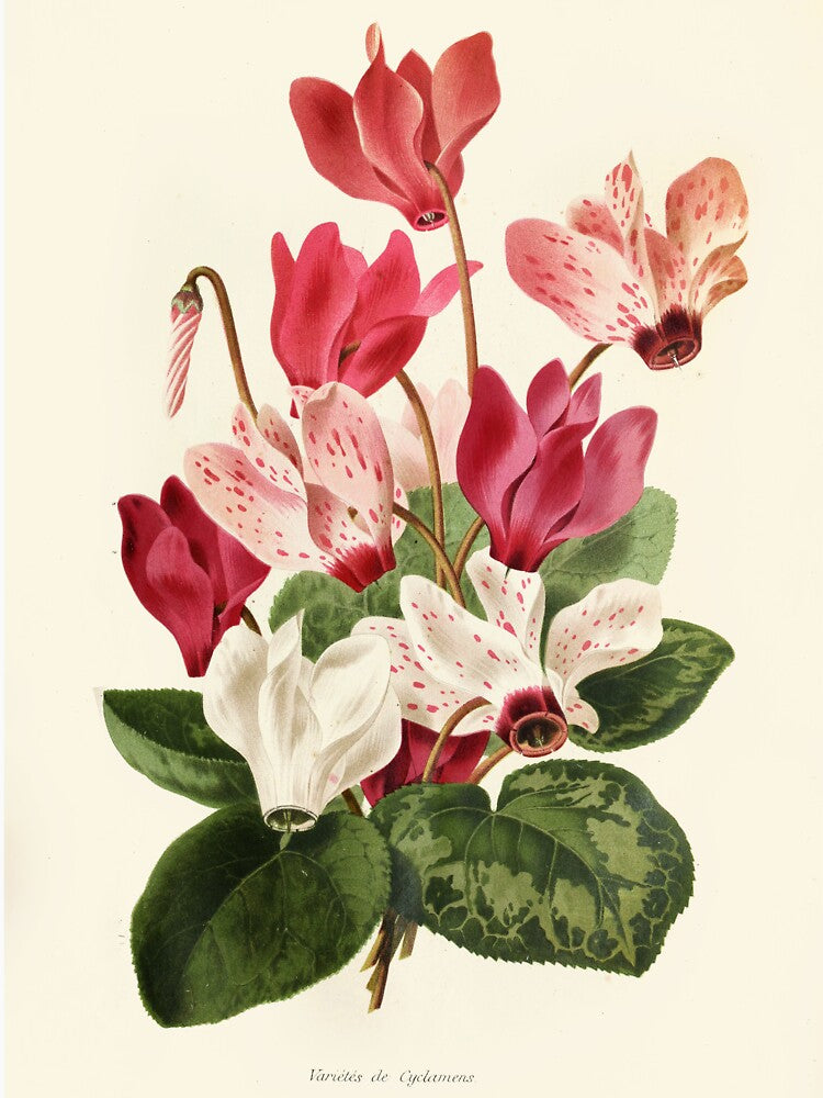 Cyclamen Botanical Illustration by FloraObscura T-Shirts, Hoodie, Sweatshirt | BlankRebels.com (Image 3)