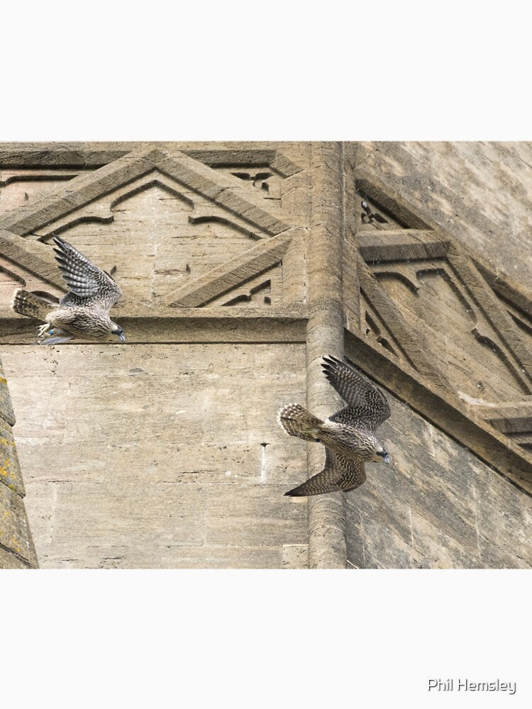 Peregrine proximity flight by Phil Hemsley