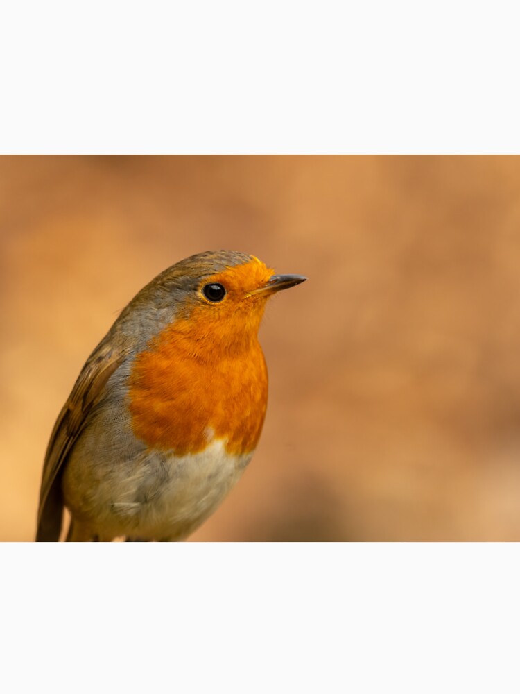 Close up Robin by JackBranscombe T-Shirts, Hoodie, Sweatshirt | BlankRebels.com (Image 2)