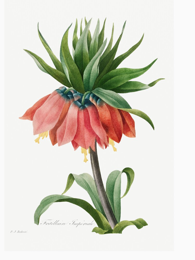 Crown imperial - Fritillaria imperialis by FloraObscura T-Shirts, Hoodie, Sweatshirt | BlankRebels.com (Image 2)