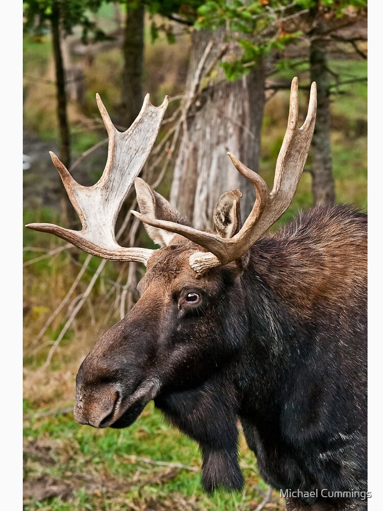 Bull Moose by Michael Cummings T-Shirts, Hoodie, Sweatshirt | BlankRebels.com (Image 3)