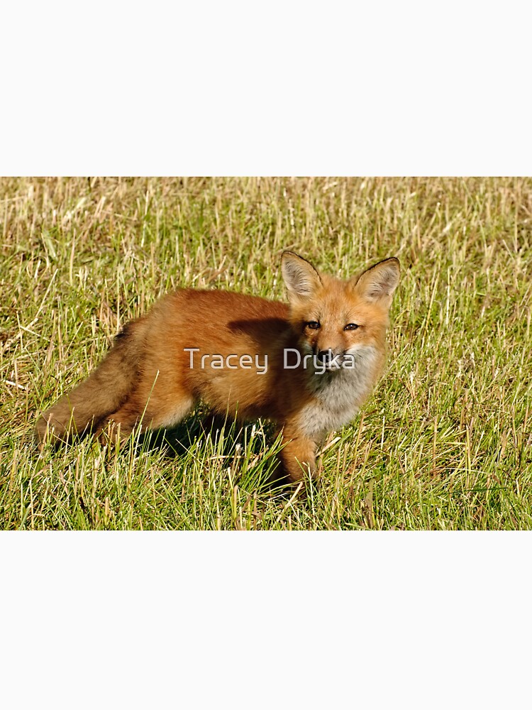 Checking things out!  Red fox kit - Ottawa, Ontario by Tracey  Dryka T-Shirts, Hoodie, Sweatshirt | BlankRebels.com (Image 3)