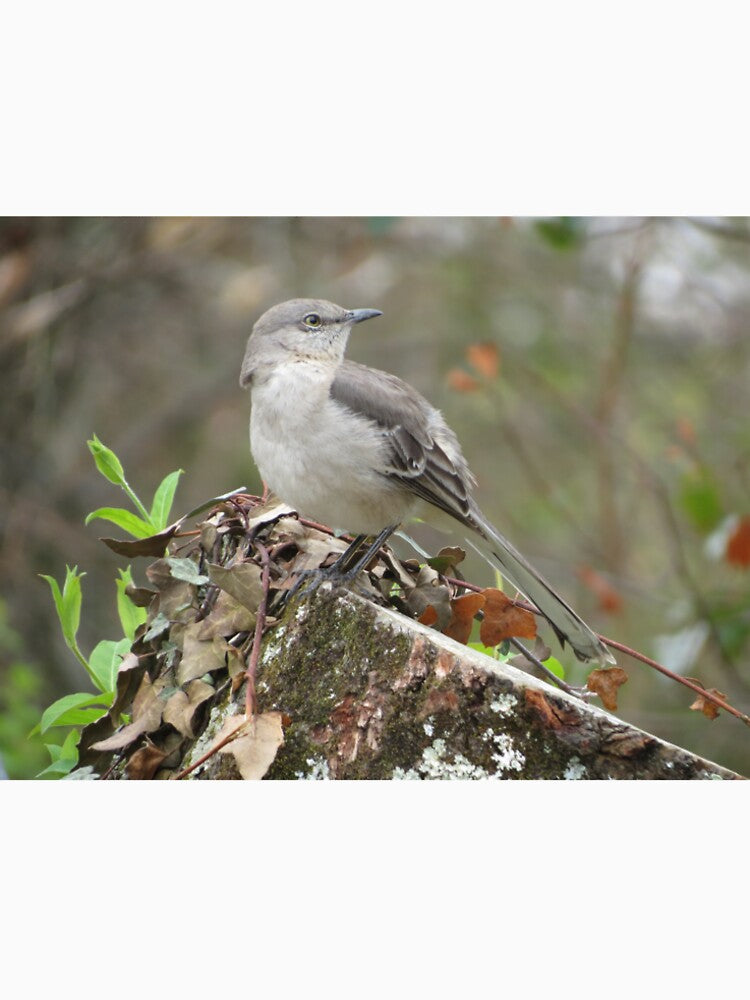 have you seen the mockingbird? by Surreybirder T-Shirts, Hoodie, Sweatshirt | BlankRebels.com (Image 2)