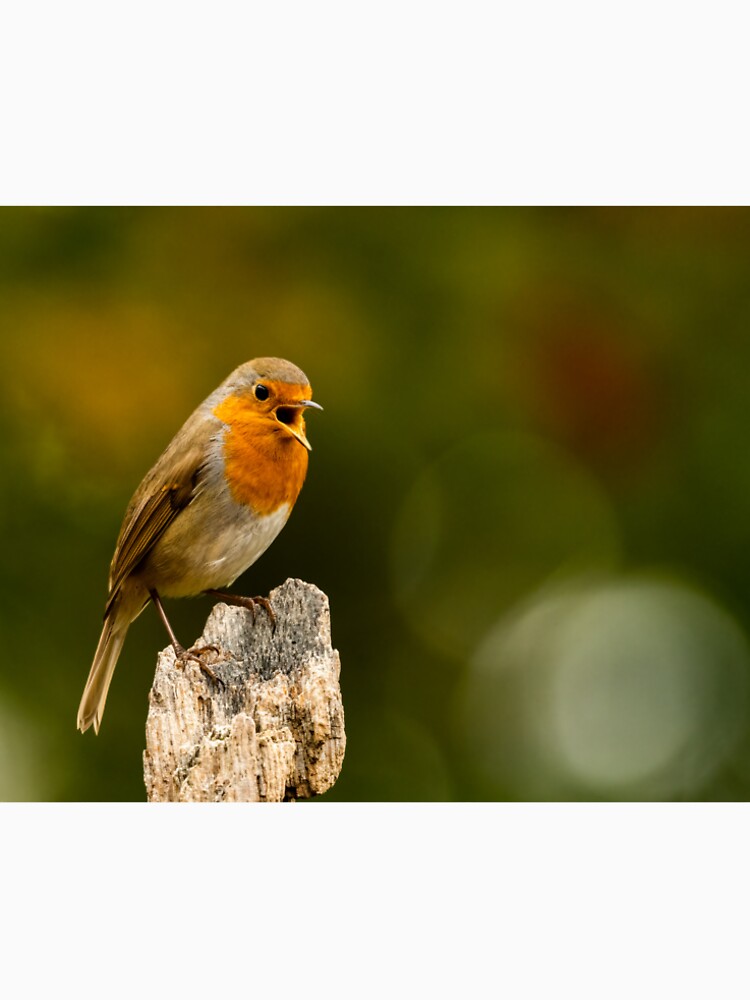 Robin Singing by JackBranscombe T-Shirts, Hoodie, Sweatshirt | BlankRebels.com (Image 2)
