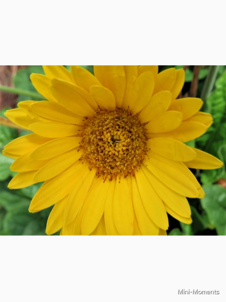 Sun Flower by Mini-Moments T-Shirts, Hoodie, Sweatshirt | BlankRebels.com (Image 2)