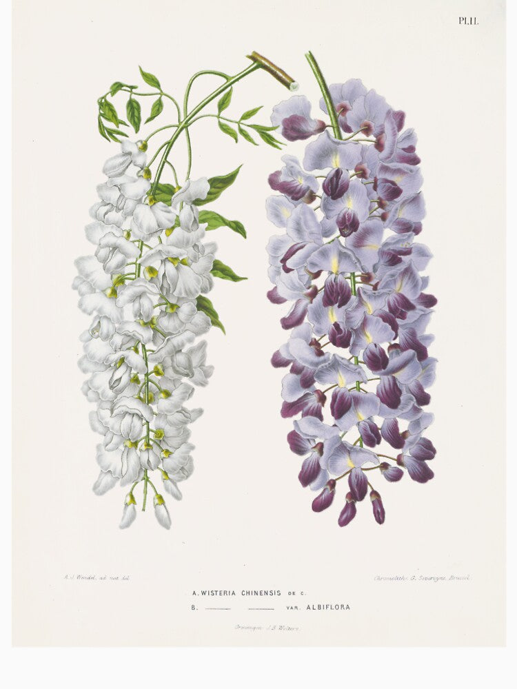 Wisteria sinensis Botanical Illustration by FloraObscura T-Shirts, Hoodie, Sweatshirt | BlankRebels.com (Image 2)