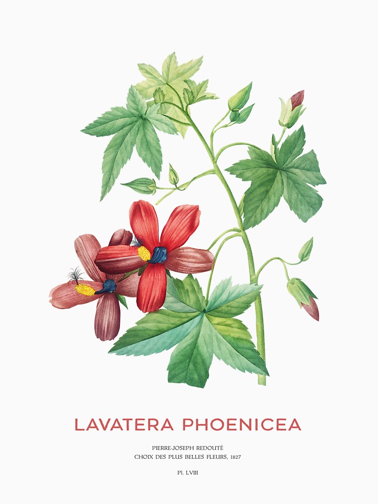 Lavatera Phoenicea or Phoenician mallow flower by Vintagrafica T-Shirts, Hoodie, Sweatshirt | BlankRebels.com (Image 3)