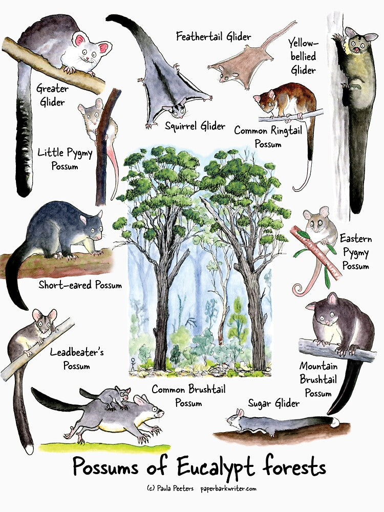 Possums Eucalypt Forests T-Shirts, Hoodie, Sweatshirt
