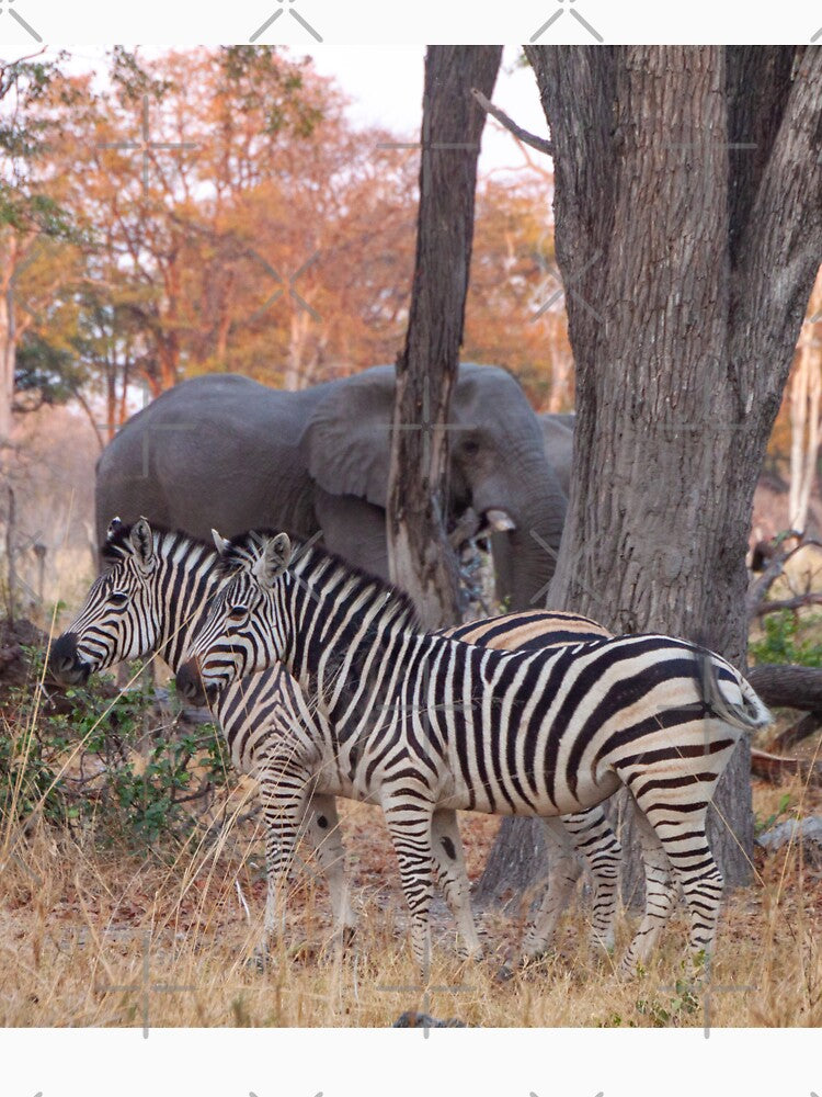 Zebras and Elephants together in Moremi Game Reserve, Botswana, Africa by SafariByMarisa T-Shirts, Hoodie,... (Image 3)