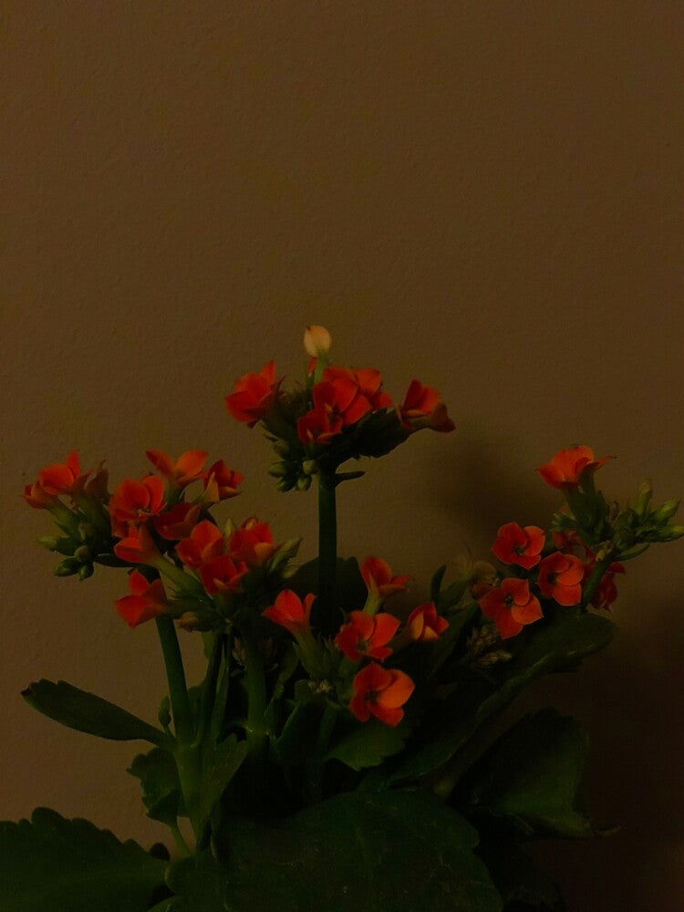 flower photography by lilys555 T-Shirts, Hoodie, Sweatshirt | BlankRebels.com (Image 2)