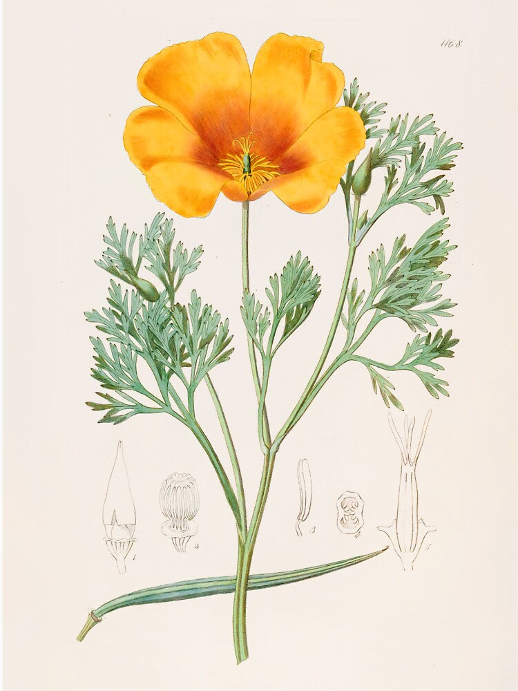 California Poppy - Eschscholzia californica by FloraObscura T-Shirts, Hoodie, Sweatshirt | BlankRebels.com (Image 3)
