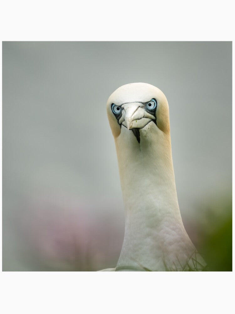 Gannet by JackBranscombe T-Shirts, Hoodie, Sweatshirt | BlankRebels.com (Image 2)