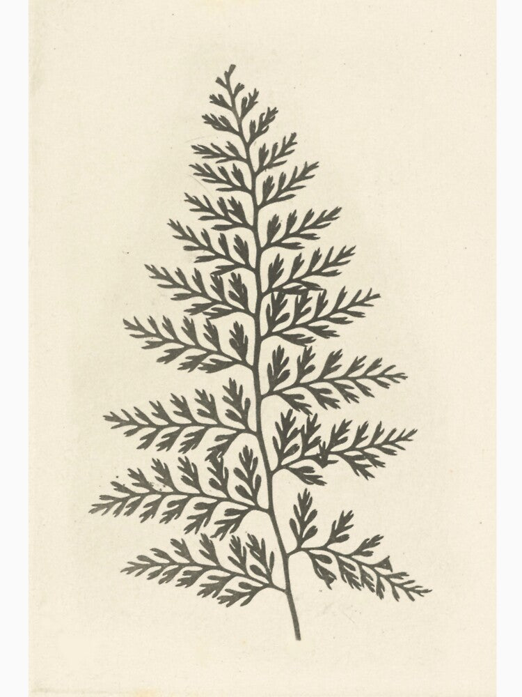 Naturalist Fern by BlueSpecsStudio T-Shirts, Hoodie, Sweatshirt | BlankRebels.com (Image 3)