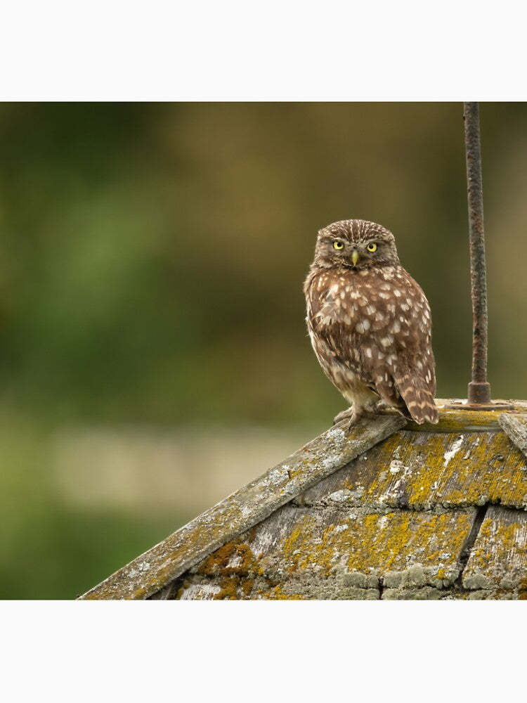 Little Owl by JackBranscombe T-Shirts, Hoodie, Sweatshirt | BlankRebels.com (Image 2)