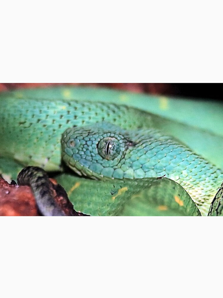 BUSH VIPER 3 by BOLLA67 T-Shirts, Hoodie, Sweatshirt | BlankRebels.com (Image 3)