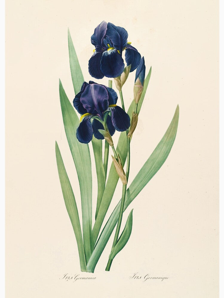 Iris germanica - Bearded Iris Illustration by FloraObscura T-Shirts, Hoodie, Sweatshirt | BlankRebels.com (Image 2)