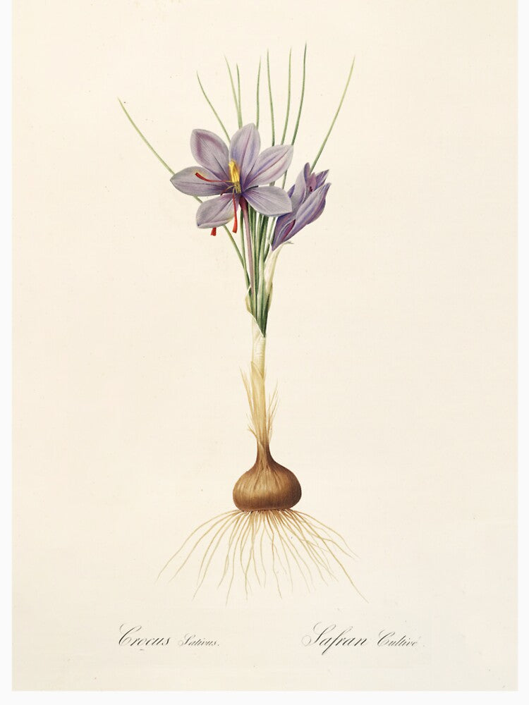 Saffron crocus - Crocus sativus by FloraObscura T-Shirts, Hoodie, Sweatshirt | BlankRebels.com (Image 2)