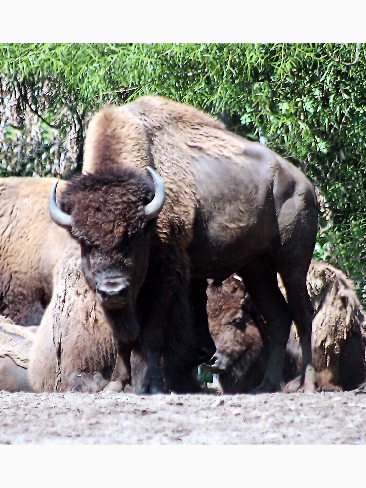 WHERE THE BUFFALO ROAM by BOLLA67 T-Shirts, Hoodie, Sweatshirt | BlankRebels.com (Image 3)