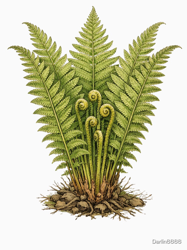 Matteuccia Struthiopteris Vintage Botanical Print - Antique Fern Wall Art by Darlin8888 T-Shirts, Hoodie,... (Image 3)