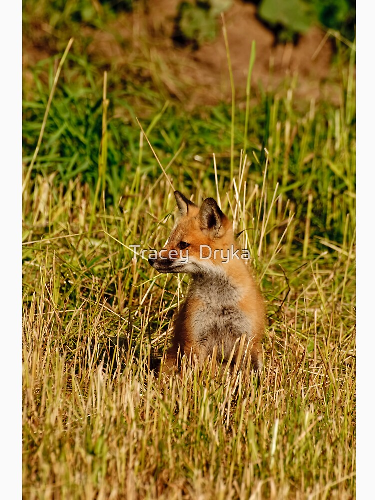 This is my best side!  Red fox kit - Ottawa, Ontario by Tracey  Dryka T-Shirts, Hoodie, Sweatshirt (Image 3)