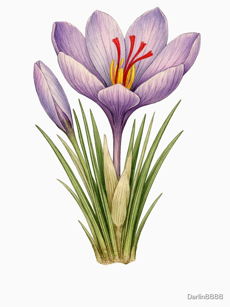 Crocus Sativus Vintage Botanical Print - Saffron Flower Wall Art by Darlin8888 T-Shirts, Hoodie, Sweatshirt (Image 3)