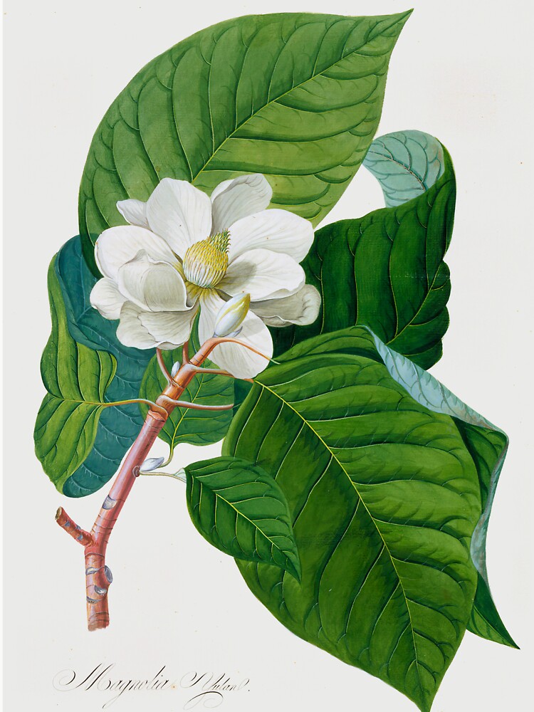 Magnolia grandiflora Botanical Illustration by FloraObscura T-Shirts, Hoodie, Sweatshirt | BlankRebels.com (Image 3)